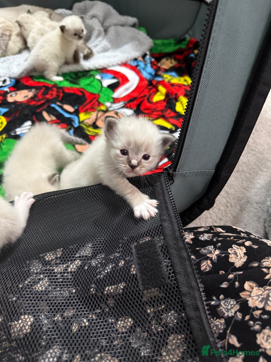 Ragdoll cats for sale: 7 beautiful lynx blue/seal point ragdoll kittens - Image 4