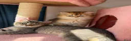 British Longhair cats for sale: WHITE KITTEN COLORPOINT VACCINATED READY FOR HOME - Advert 6