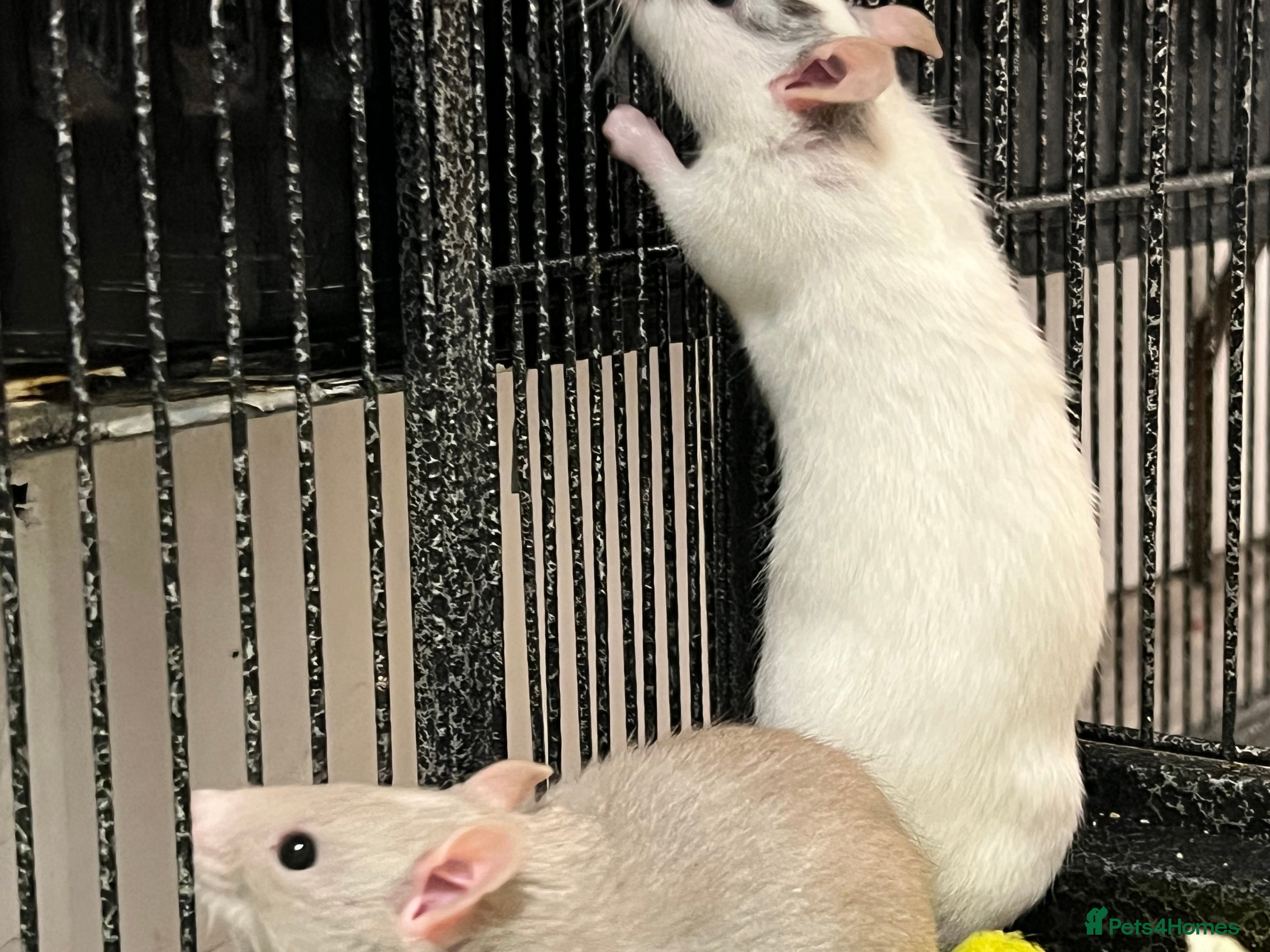 Rat rodents Baby Rats - Advert 11