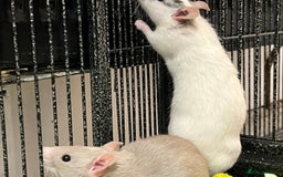 Rat rodents for sale: Baby Rats - Image 1