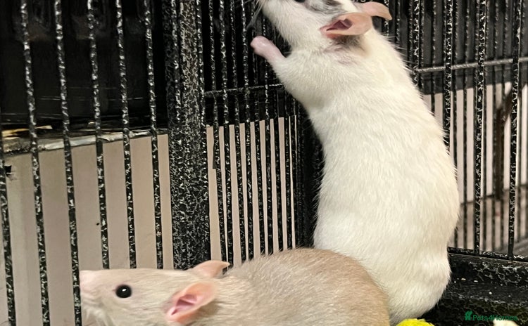 Rat rodents - Advert 3