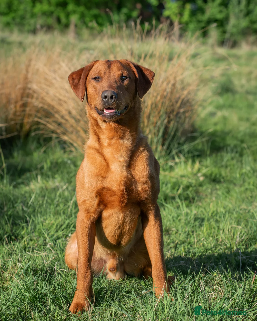Labrador Retriever dogs for stud: FULLY HEALTH TESTED DARK RED STUD in Tadcaster - Advert 11