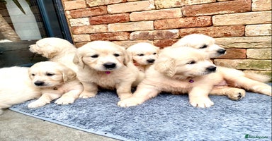 Golden Retriever dogs - Advert 7