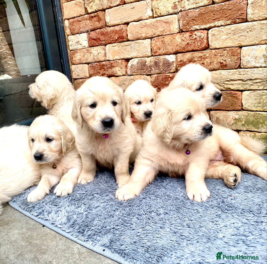 Golden Retriever dogs for sale: Exceptional KC Goldens- MULTI Champions Bloodline - Image 3