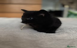 Domestic Shorthair cats for sale: 6 beautiful kittens - Image 5
