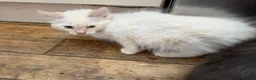 Ragdoll cats for sale: Ragdolls Mum & Babies 10 weeks sepia flame 10 wks - Advert 18