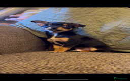 Chihuahua dogs for sale: Boy chihuahua puppy  - Image 3
