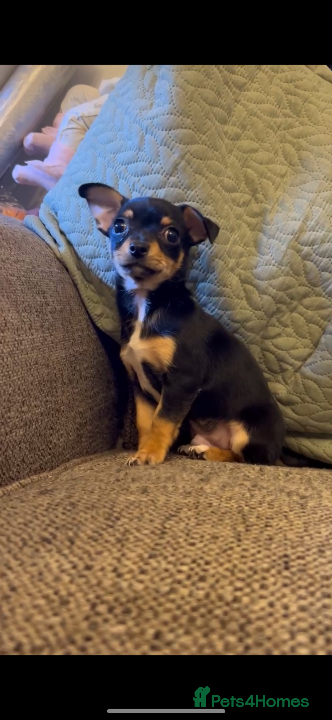 Chihuahua dogs for sale: Boy chihuahua puppy  - Image 3