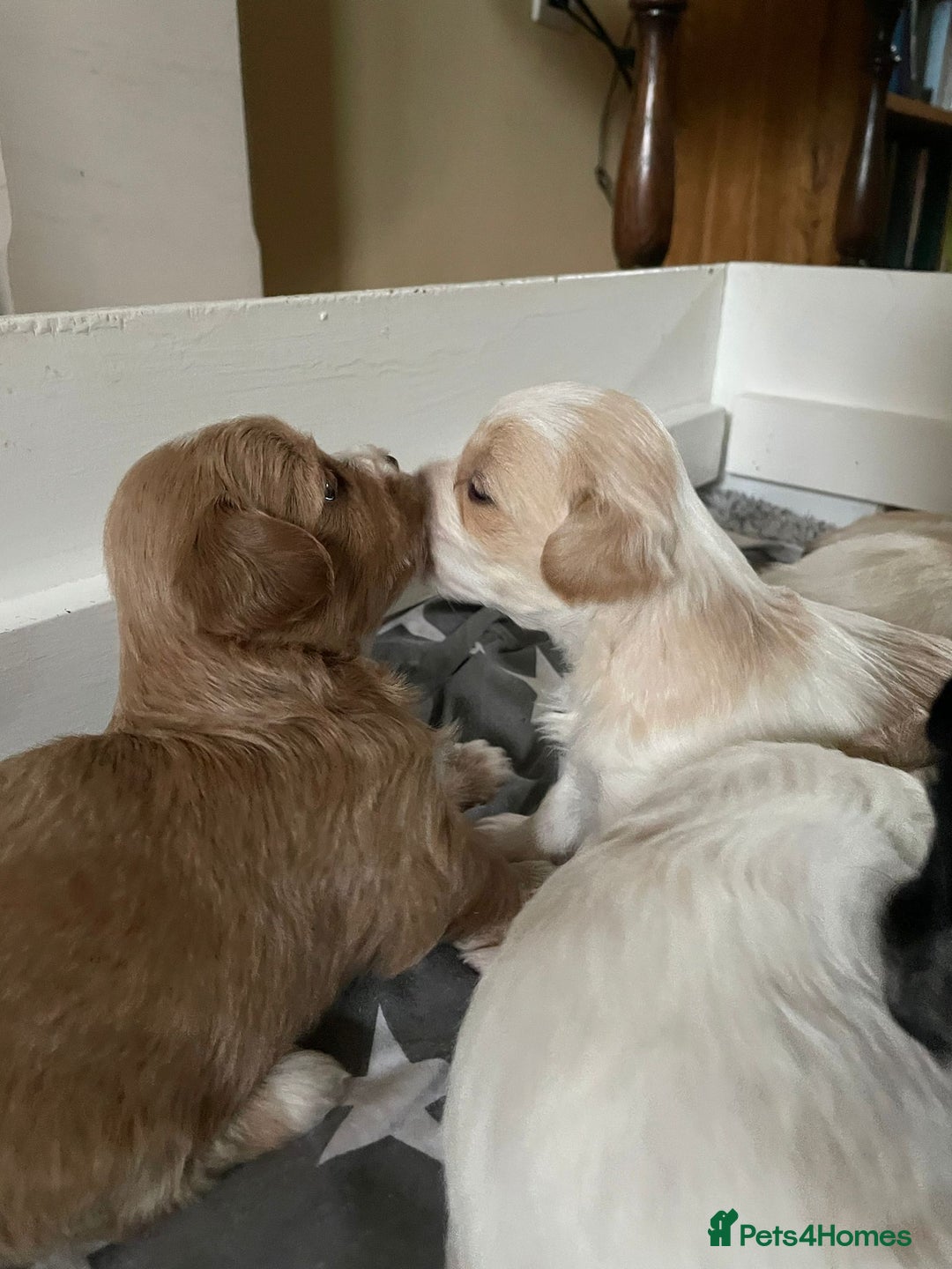 Maltipoo dogs for sale: 6 Beautiful Maltipoo Puppies for sale 🐶🐾 - Image 2