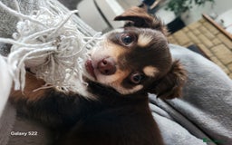 Chihuahua dogs for sale: Chocolate & White Long-Haired Chihuahua– Ready Now - Image 3