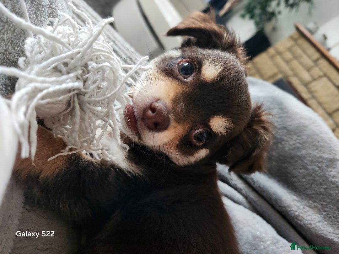 Chihuahua dogs for sale: Chocolate & White Long-Haired Chihuahua– Ready Now - Image 3