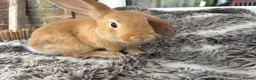 Mini Lop rabbits for sale: Beautiful Mini Lop Baby Rabbits🐇❤️ in Coalville - Advert 12