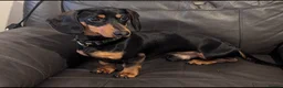 Miniature Dachshund dogs for sale: Miniature Dashhound 2 years old  - Advert 1