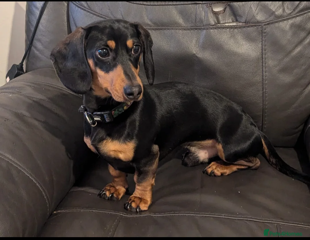 Miniature Dachshund dogs for sale: Miniature Dashhound 2 years old  - Advert 1