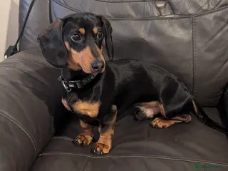Miniature Dachshund dogs Miniature Dashhound 2 years old - Advert 12