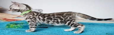 Bengal 2