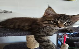 Maine Coon cats for sale: Maine coon kittens  - Image 10