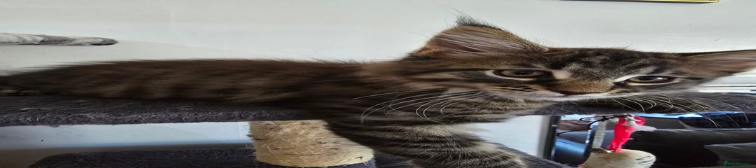 Maine Coon Kitten 3