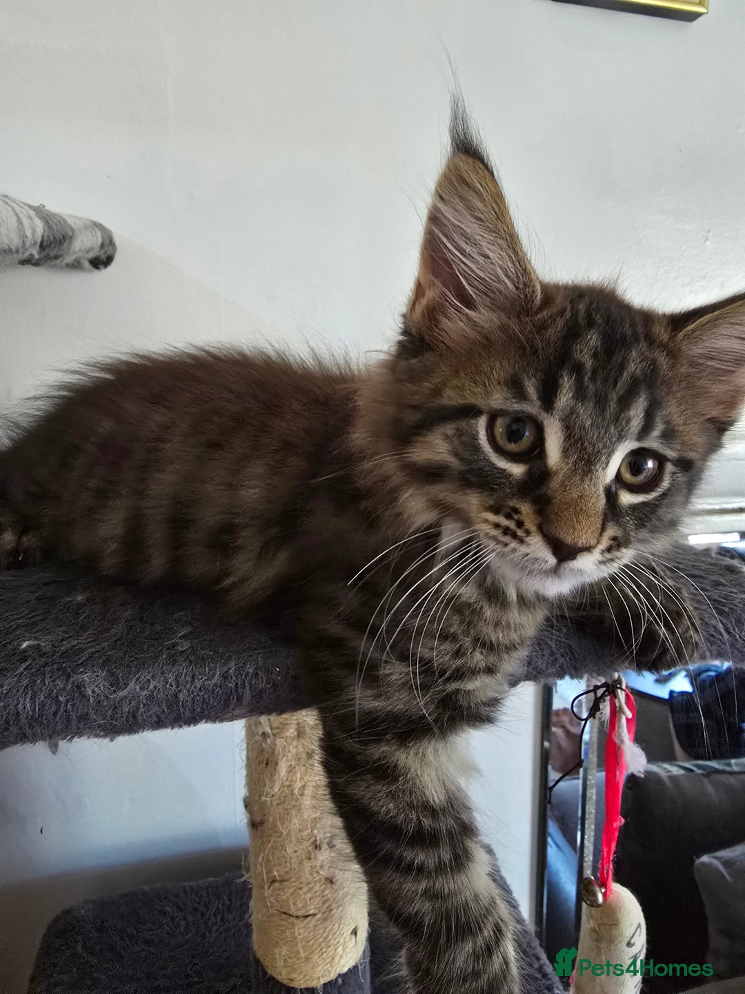 Maine Coon cats for sale: Maine coon kittens  - Image 10