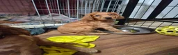 Cocker Spaniel dogs for sale: Beautiful Cocker Spaniels  - Advert 36