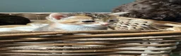Mixed Breed cats for sale: Kittens - Advert 13