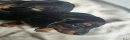 Dachshund dogs for sale: Last Boy ready now - Advert 4
