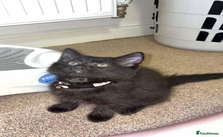Mixed Breed cats - Advert 4