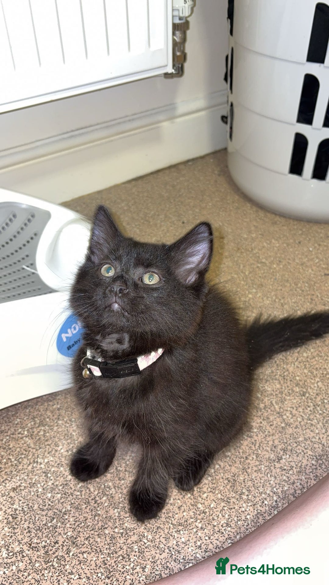 Mixed Breed cats for sale: Black mixed breed kitten - Image 1