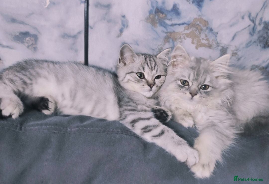 British Shorthair cats Amazing British shorthair and longhair. - Advert 2