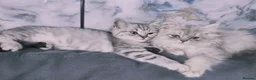British Shorthair cats for sale: Amazing British shorthair and longhair. - Advert 2