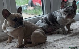 French Bulldog dogs for sale: French bulldog puppies  - Image 8