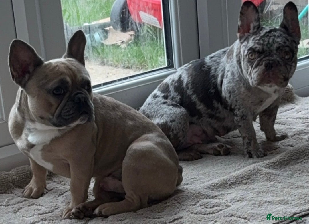 French Bulldog dogs for sale: French bulldog puppies  - Image 8