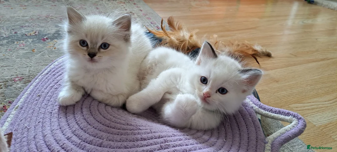 Ragdoll cats for sale: Pure breed GCCF Reg kittens - Advert 17