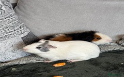 Guinea Pig rodents for sale: Pair of male guinea pigs - Image 3