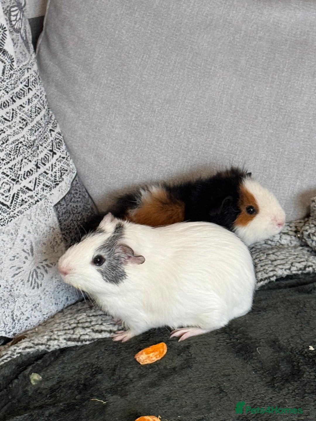 Guinea Pig rodents for sale: Pair of male guinea pigs - Image 3