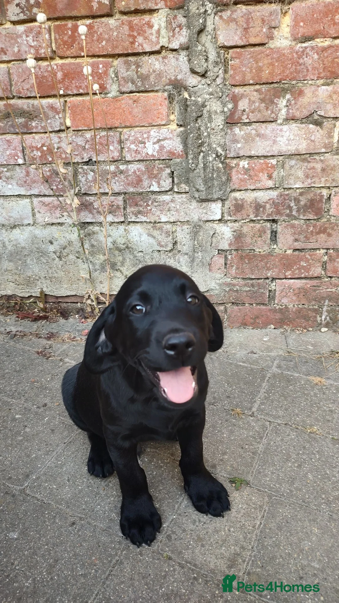 Labrador Retriever dogs for sale: 2 gorgeous boys looking for forever home - Advert 2