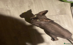 Sphynx cats for sale: Loving cuddly Sphynx - Image 2