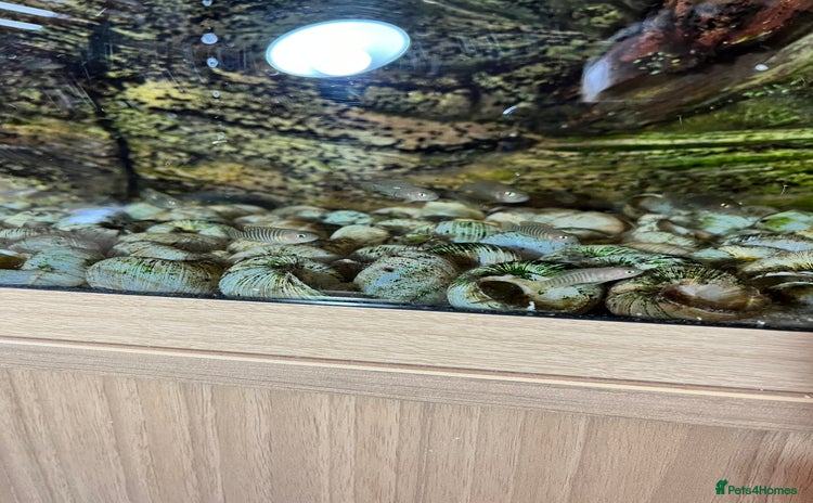 Cichlids fish - Advert 1