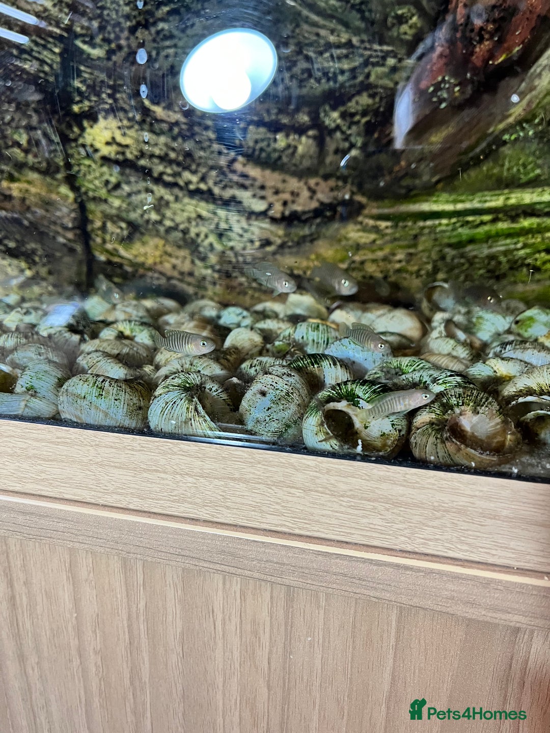 Cichlids fish for sale: Multis Multifasciatus Neolamprologus shell dweller - Image 1