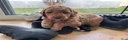 Cockapoo dogs for sale: Adorable Cockapoo Puppies Ready for Loving Homes in Leeds - Advert 14