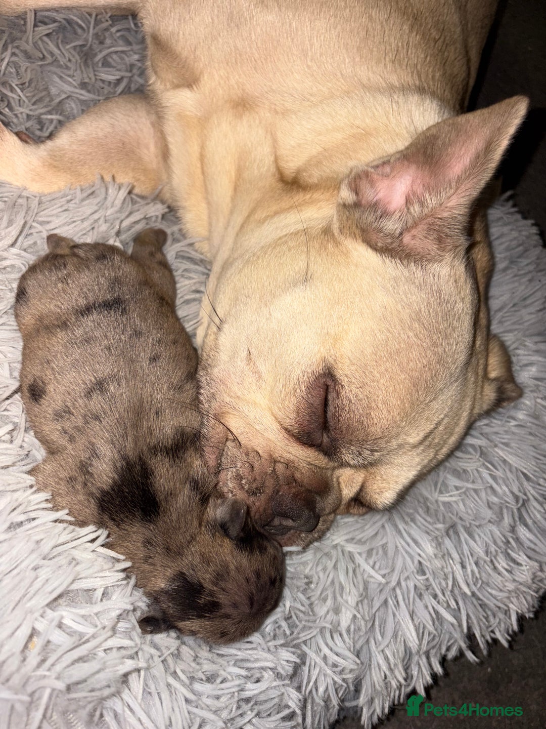 French Bulldog dogs for sale: 7 Stunning French Bulldogs  - Advert 6