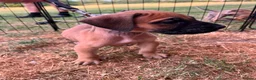 Presa Canario dogs for sale: Presa Canario Puppies Availale  - Advert 2
