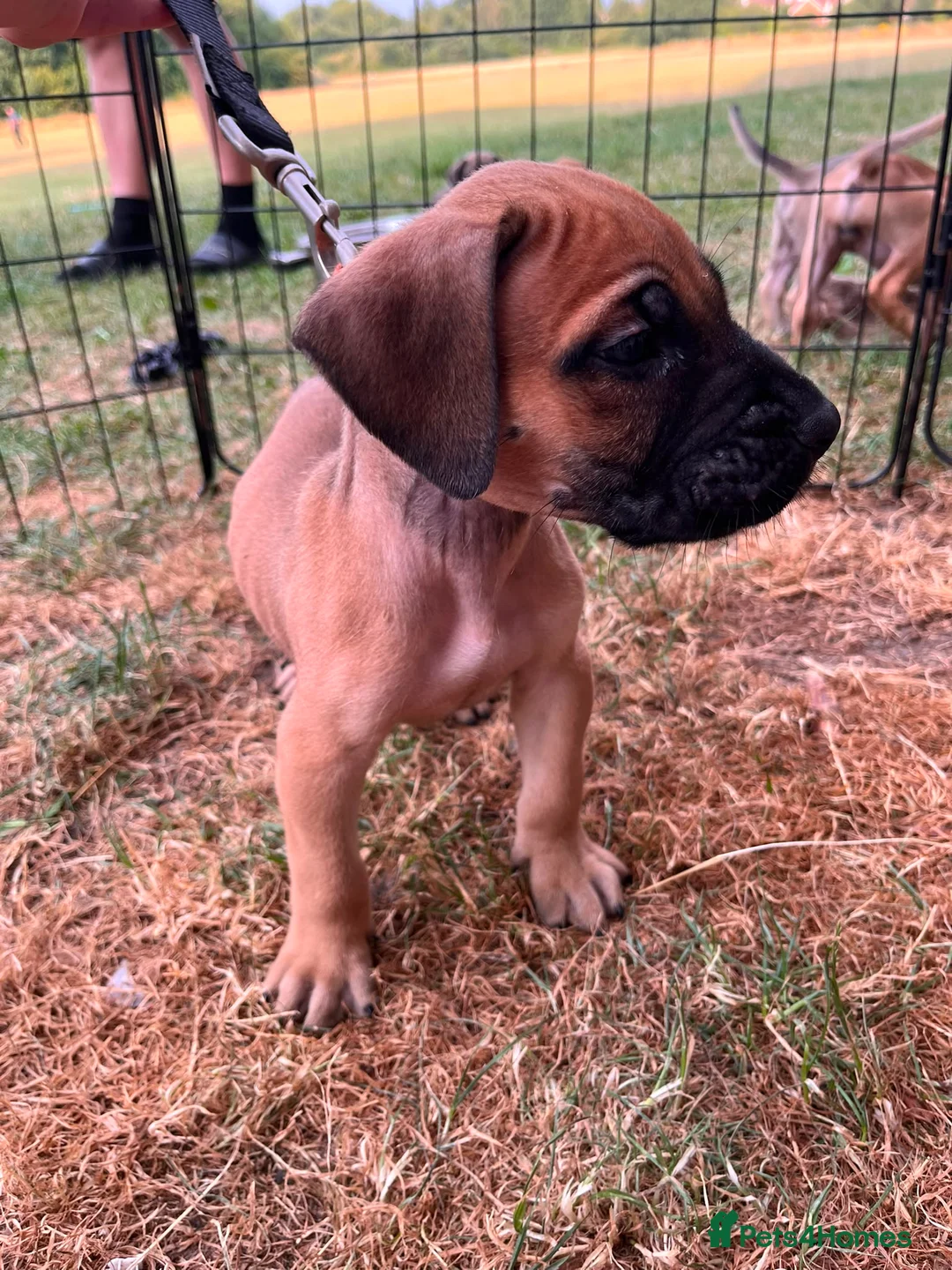 Presa Canario dogs for sale: Presa Canario Puppies Availale  - Advert 2