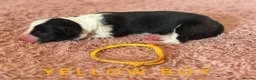 Border Collie dogs for sale: Fully Health Tested, KC registered puppies due - Advert 11