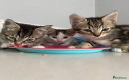Mixed Breed cats for sale: 4 Beautiful Kitties For Sale  - Image 4