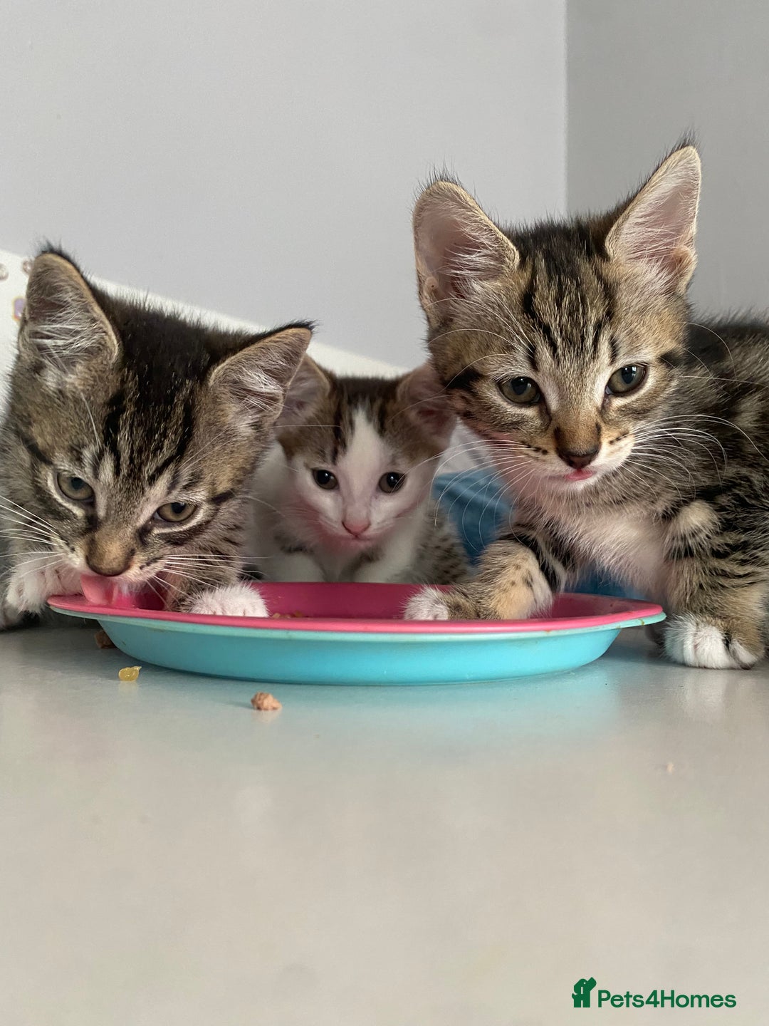 Mixed Breed cats for sale: 4 Beautiful Kitties For Sale  - Image 4