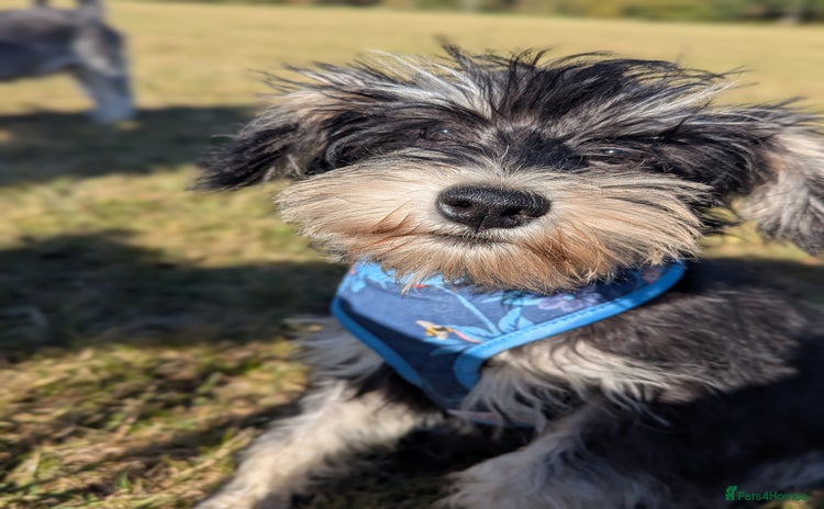 Miniature Schnauzer dogs - Advert 3