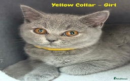 British Shorthair cats for sale: 🐾 Champion Line Blue BSH Kittens GCCF Active 🐾  - Image 19