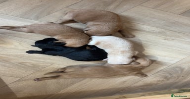Mixed Breed dogs - Advert 3