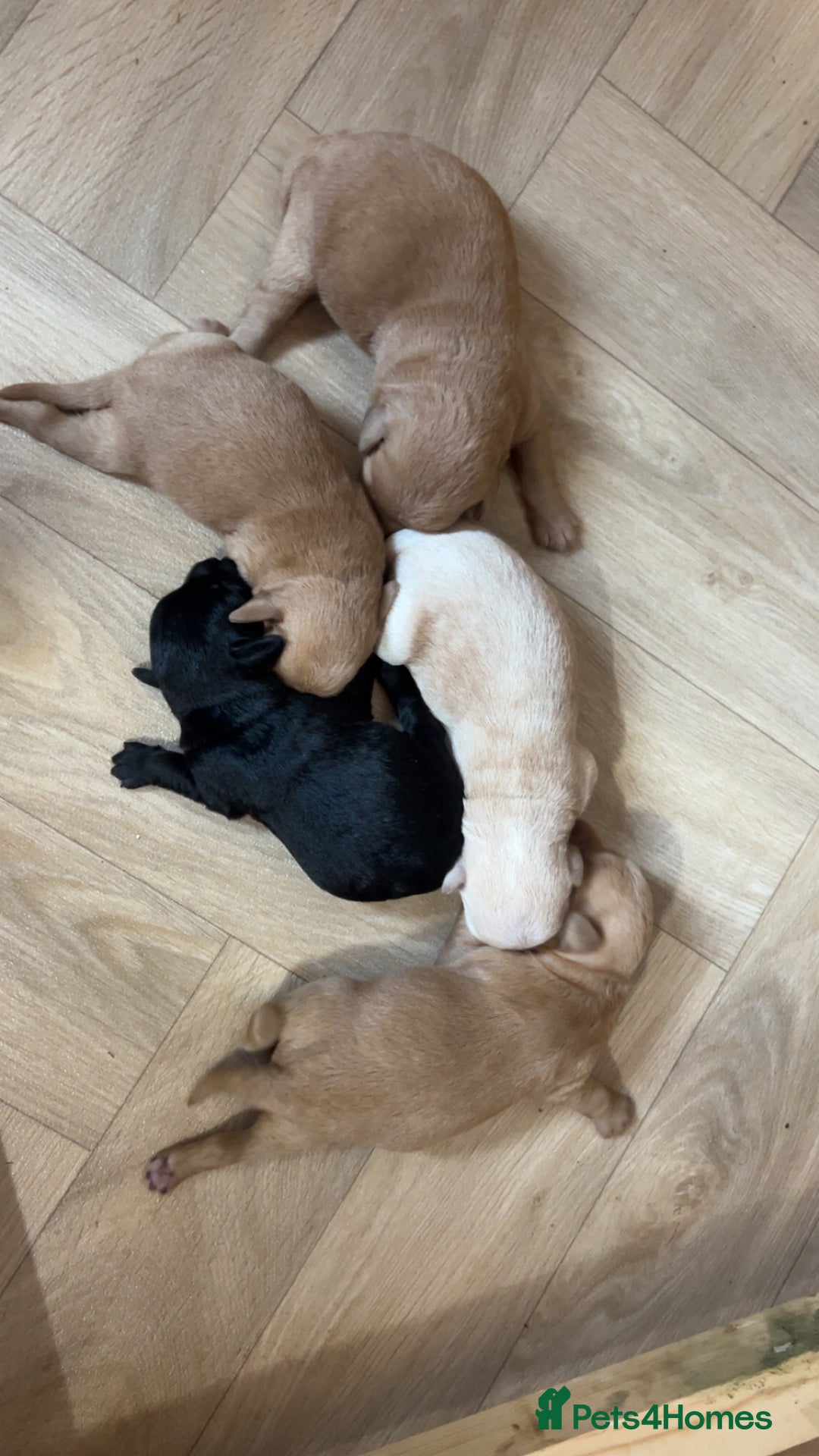 Mixed Breed dogs for sale: Miniature schnoodle pups  - Image 3